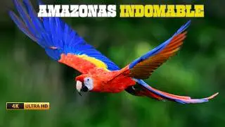 AMAZONAS Para&iacute;so de AVES Legendarias | BELLEZAS de Nuestro PLANETA | DOCUMENTAL