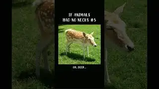 Funny Animals with No Neck - Funny #shorts