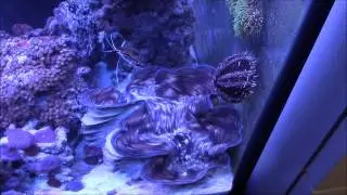 Giant Clam