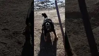 Tibetan Mastiff in Action