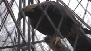 Zoo report
