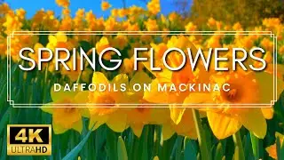 Mackinac Island Flowers are BACK! - AMAZING Spring Daffodils at Mackinac Island Gardens - 4K