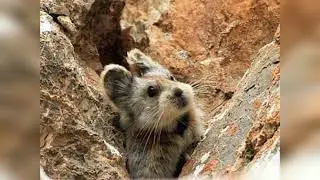 Ili Pika