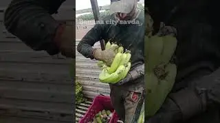 super banana 🍌 export hardworking labour 💪#bananafruit #bananafarmin#viralvideo #trending