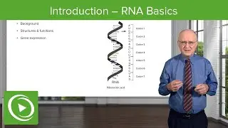 Introduction: RNA Basics – Biochemistry | Lecturio