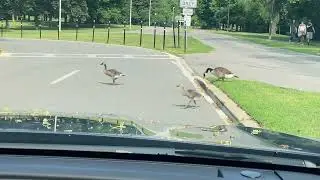 Goat Island wildlife, Niagara Falls, NY