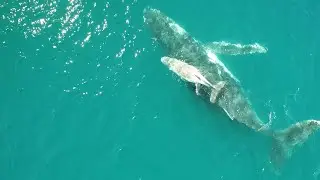 Research dives deep to understand climate impacts on whales