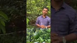 Avocado 🥑 കൃഷി ഇടക്കാല അപ്ഡേറ്റ്… #avocado #mallufarmer
