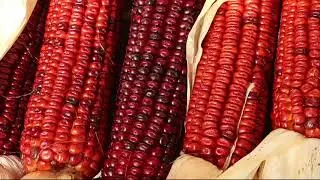 Bloody Butcher Corn
