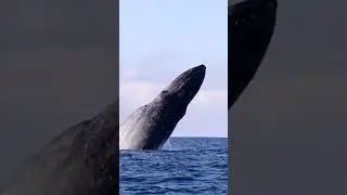 Ever danced with the giants in the waves of Cabo, Mexico?⁠