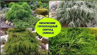 Кипарисовик горохоплодный Санголд   (Sungold ).