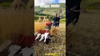 reaper binder - wheat harvesting