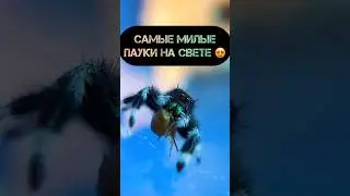 Самые милые Королевские пауки-скакунчики 😍  #shorts #spider #скакунчик #jumpingspider #паук