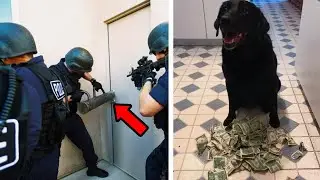 Dog Brings Home Money Every Day - One Day, Police Show Up At Girl's Door