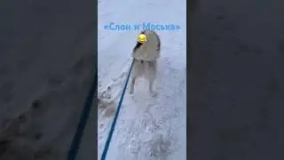 Прогулка втроем&hellip;🥰 #хаскивидео #собака #суперсобака #животные #прогулкассобакой#щенок
