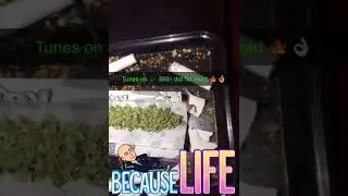 Rolling a joint