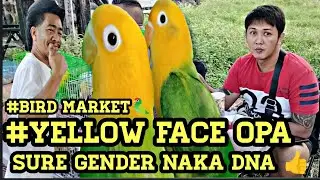 #Bocaue #Bird Market 🦜#Sure Gender na #Yellow face opaline Naka DNa na #yuno Aviary 👍😱😍