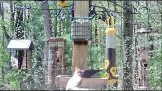 Baltimore Oriole and Rose-breasted Grosbeak enjoy the afternoon at Woods' Edge! - Nunica, MI
