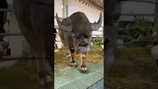 The smallest bull in the world