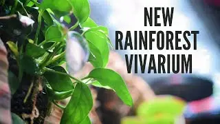 New Rainforest Vivarium