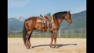 Timber ~ 2016 Draft Cross | Ranch | Trails | Big Stout Gelding
