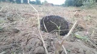 The&nbsp;Indian hedgehog&nbsp;(Paraechinus micropus) is a species of&nbsp;hedgehog&nbsp;native to&nbsp;India&nbsp;and&nbsp;Pakistan.