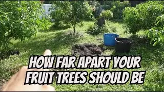The Distance You Should Plant Between Your Fruit Trees