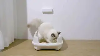 DuftDefender - Der vollautomatische Geruchsneutralisierer  f&uuml;r Katzentoiletten