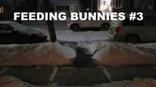 FEEDING BUNNIES  3