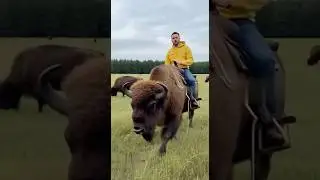 Ферма зубров: новый путь в Беловежской пуще #хочувдеревню #хутор