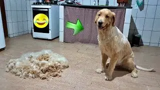 Tosei meu Golden Retriever com máquina de cortar cabelo comum....