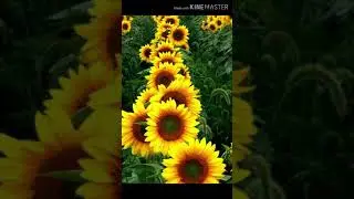 Beautiful yellow flowers baground wallpaper