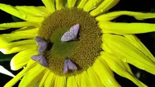 Sunflowers at Night Attract Many Nocturnal Animals
