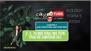 BIOLOGY KSSM FORM 5 : 2.4 MAIN ORGAN FOR PHOTOSYNTHESIS