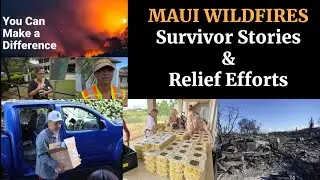 Maui Wildfires | The Recovery Efforts