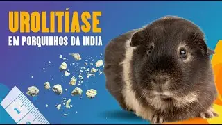 UROLITÍASE E CISTITE EM PORQUINHOS DA ÍNDIA