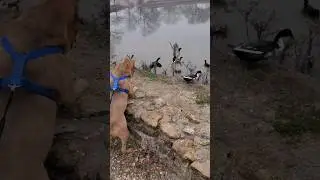 Dog Walks In The Park Chasing Ducks Puppy Doggo Pitbull