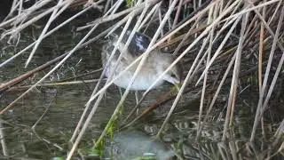 Little Crake, Schiribilla eurasiatica (Porzana parva)
