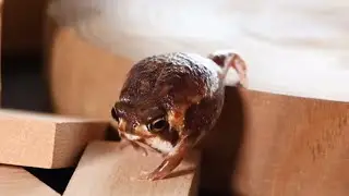 Ninjafrog&rsquo;s potato fairy but with doom music ⚠️ LOUD ⚠️
