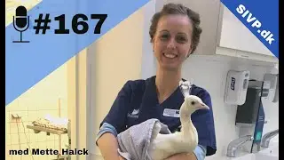 SIVP167: Basic Exotics: Tilgang til kaniners sygdomme og hvad aff&oslash;ringen afsl&oslash;rer med Mette Halck
