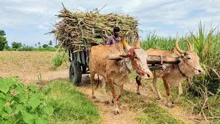 Bullock Cart Fully Loaded Sugarcane