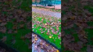 Autumn in canada | Vancouver | fall weekend #ytshorts #youtubeshorts #vancouver #fallcolors #canada