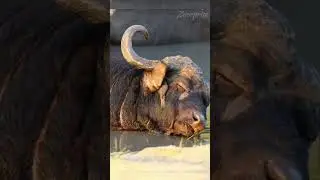 Simbiosis Mutualisme | Mutualism Symbiosis