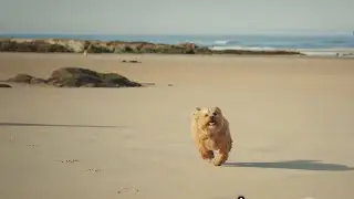 Adorable Havanese Puppies: Cuteness Overload! #Havanese #Puppies #DogLovers #CutenessOverload #Pet