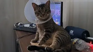 Porch's Cone of Shame
