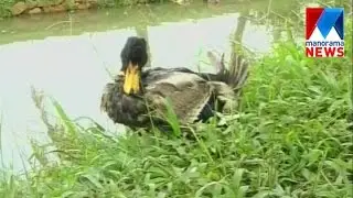Bird flu found in ducks at Thakazhi in Alappuzha| Manorama News