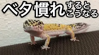 レオパとの日常 〜Days with Leopard Gecko〜