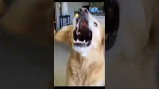 How can you eat it? | PETS HEART - Lovely Dog