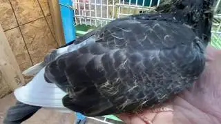 Обновление Racing Pigeons Loft