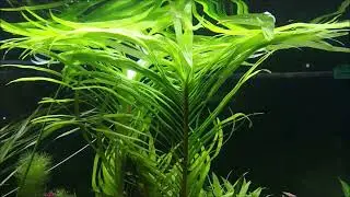Eichhornia azurea (エイクホルニア　アズレア)